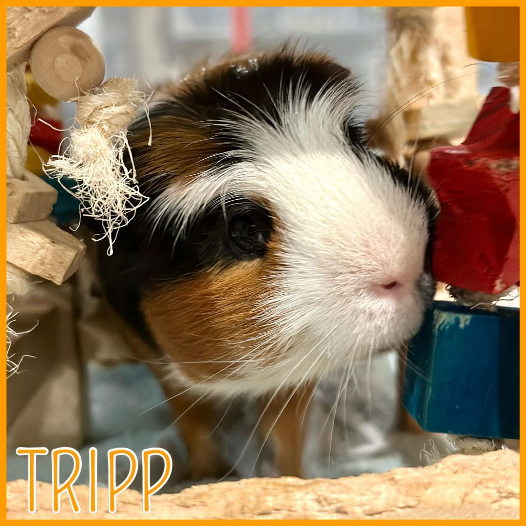 Guinea Pig for adoption Tripp, a Guinea Pig in Hughesville, MD