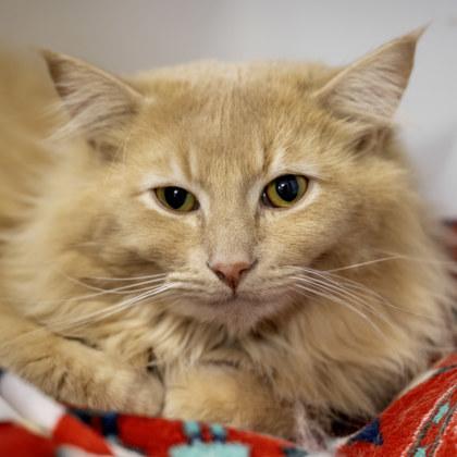 Edmund, Adoptable, Adult Male Domestic Long Hair & Domestic Short Hair.