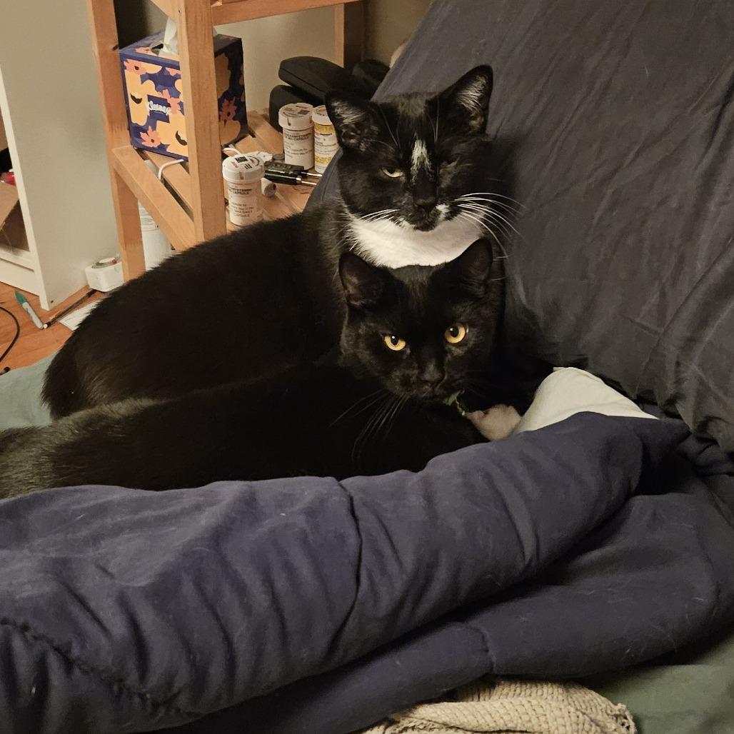 Enlarge Catpuchino, a Adoptable Domestic Short Hair in Pleasanton, CA image 1/6