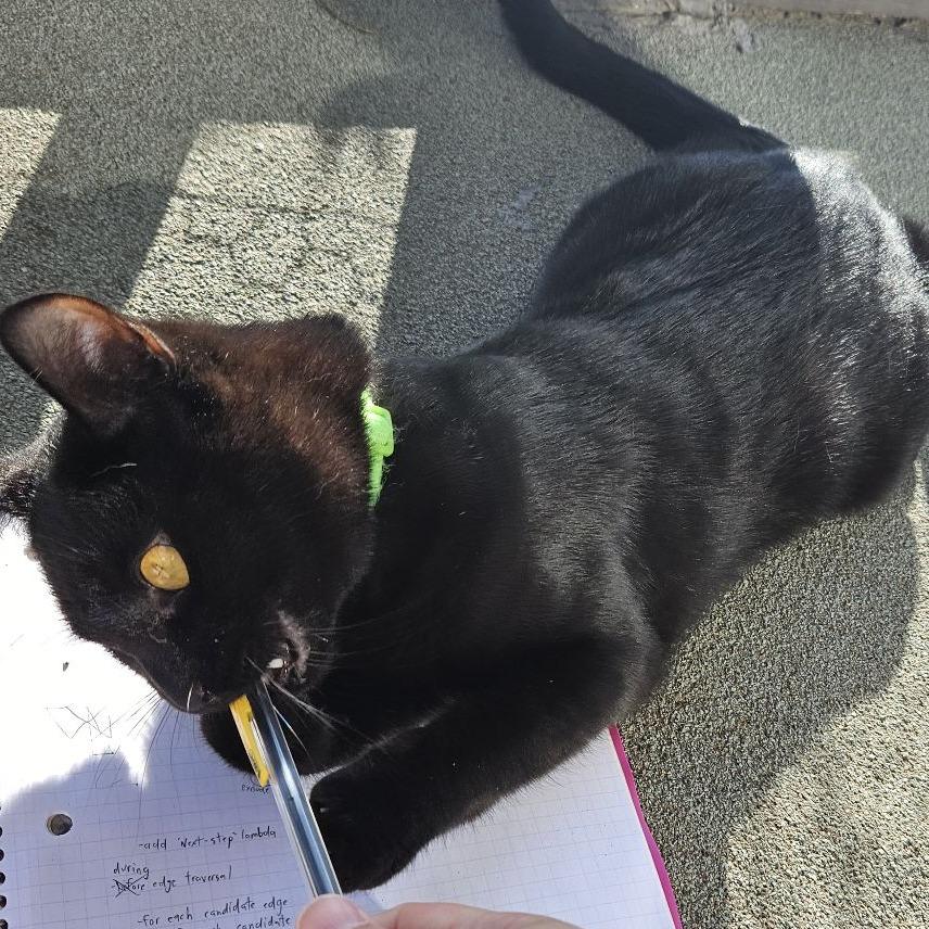 Enlarge Catpuchino, a Adoptable Domestic Short Hair in Pleasanton, CA image 2/6