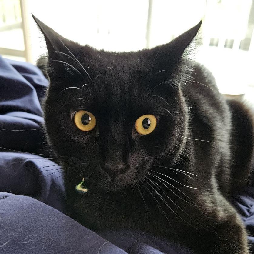 Enlarge Catpuchino, a Adoptable Domestic Short Hair in Pleasanton, CA image 3/6