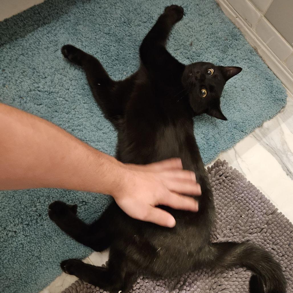 Enlarge Catpuchino, a Adoptable Domestic Short Hair in Pleasanton, CA image 4/6