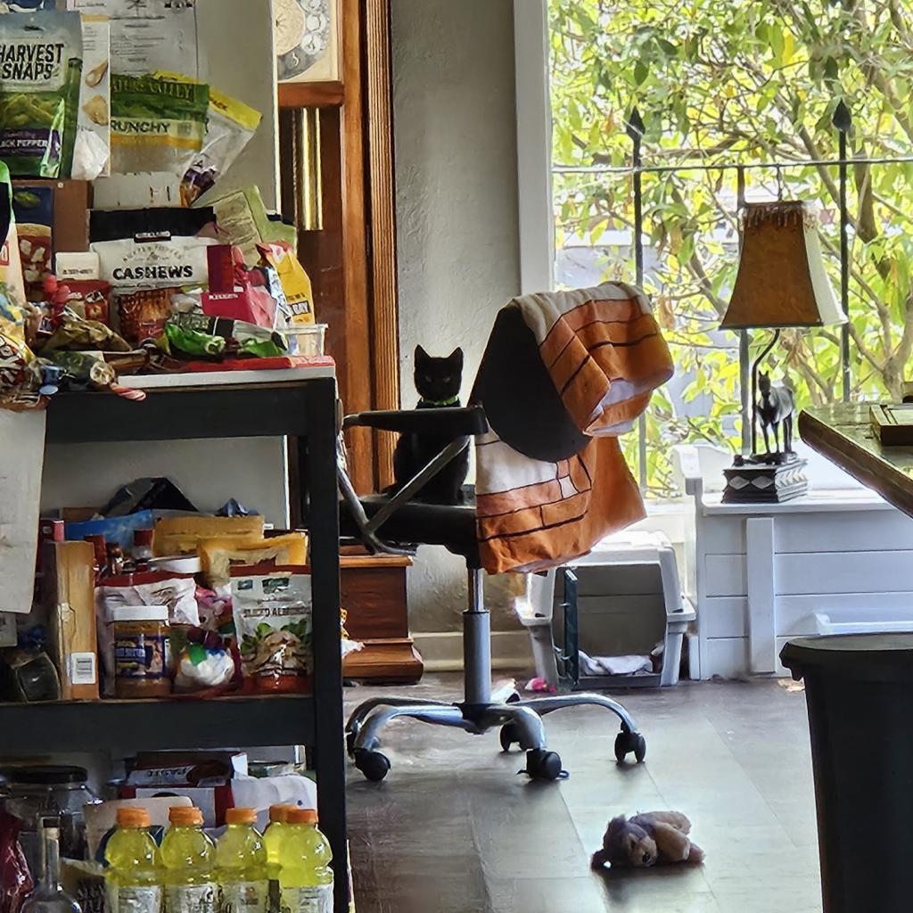 Enlarge Catpuchino, a Adoptable Domestic Short Hair in Pleasanton, CA image 5/6