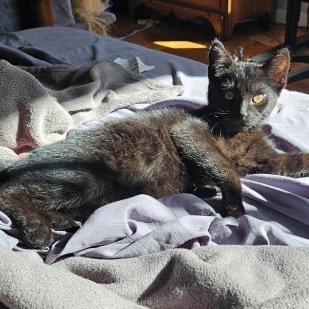 Enlarge Catpuchino, a Adoptable Domestic Short Hair in Pleasanton, CA image 6/6