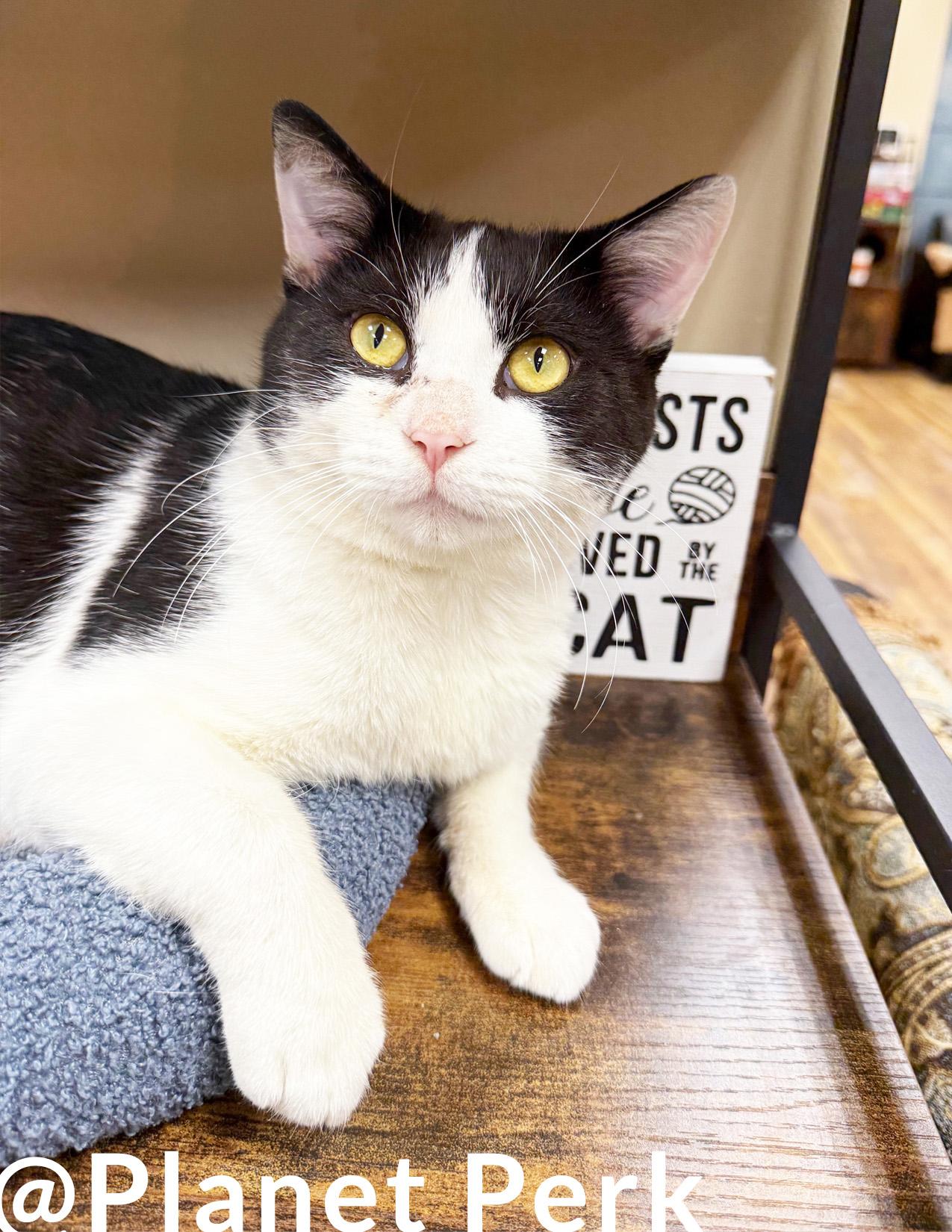 Enlarge Squilliam - handsome friendly big boy!, a Adoptable Domestic Short Hair in Oshkosh, WI image 1/5