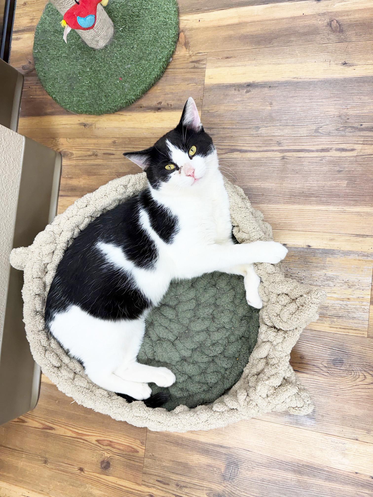 Enlarge Squilliam - handsome friendly big boy!, a Adoptable Domestic Short Hair in Oshkosh, WI image 2/5