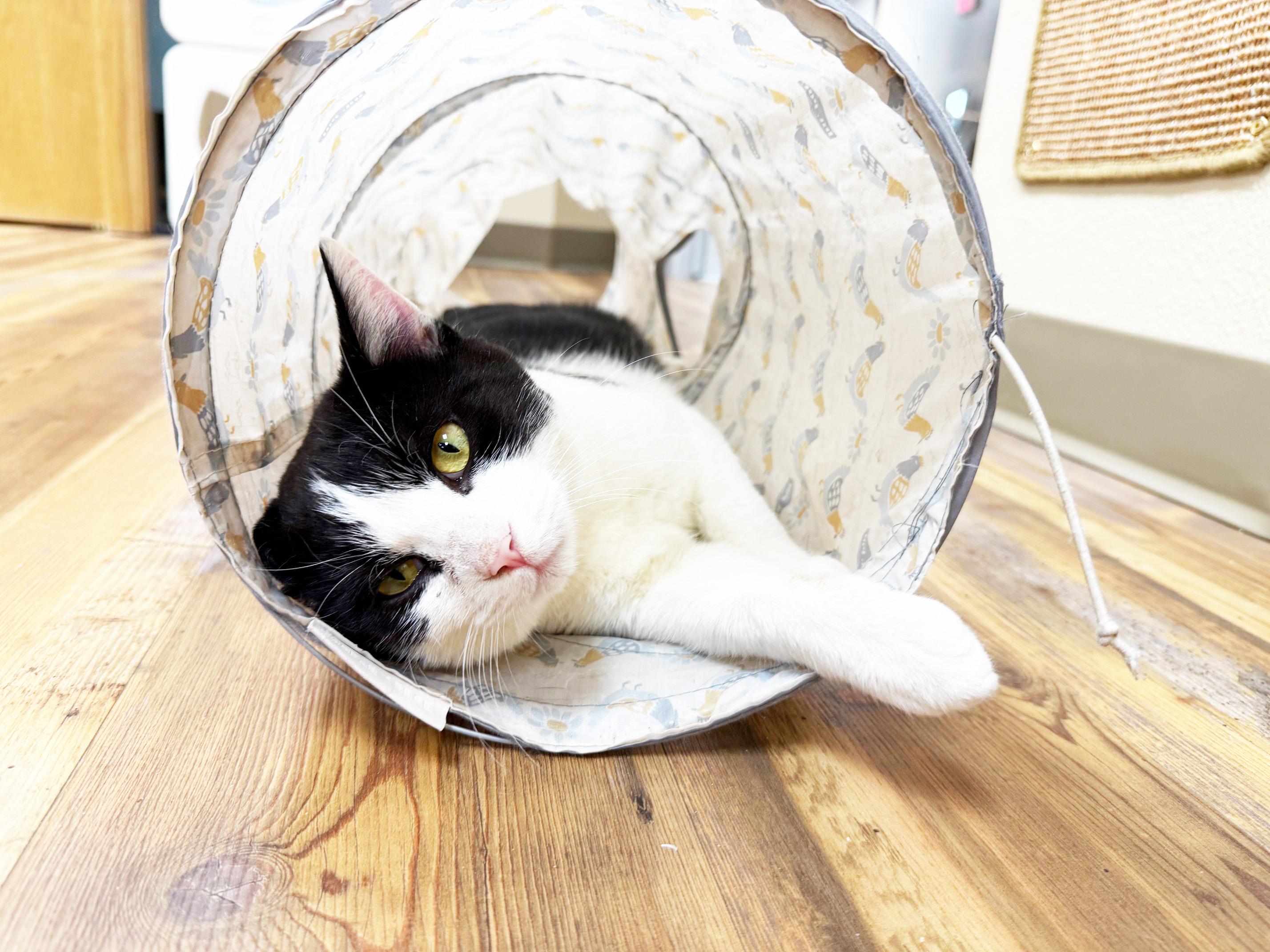 Enlarge Squilliam - handsome friendly big boy!, a Adoptable Domestic Short Hair in Oshkosh, WI image 3/5