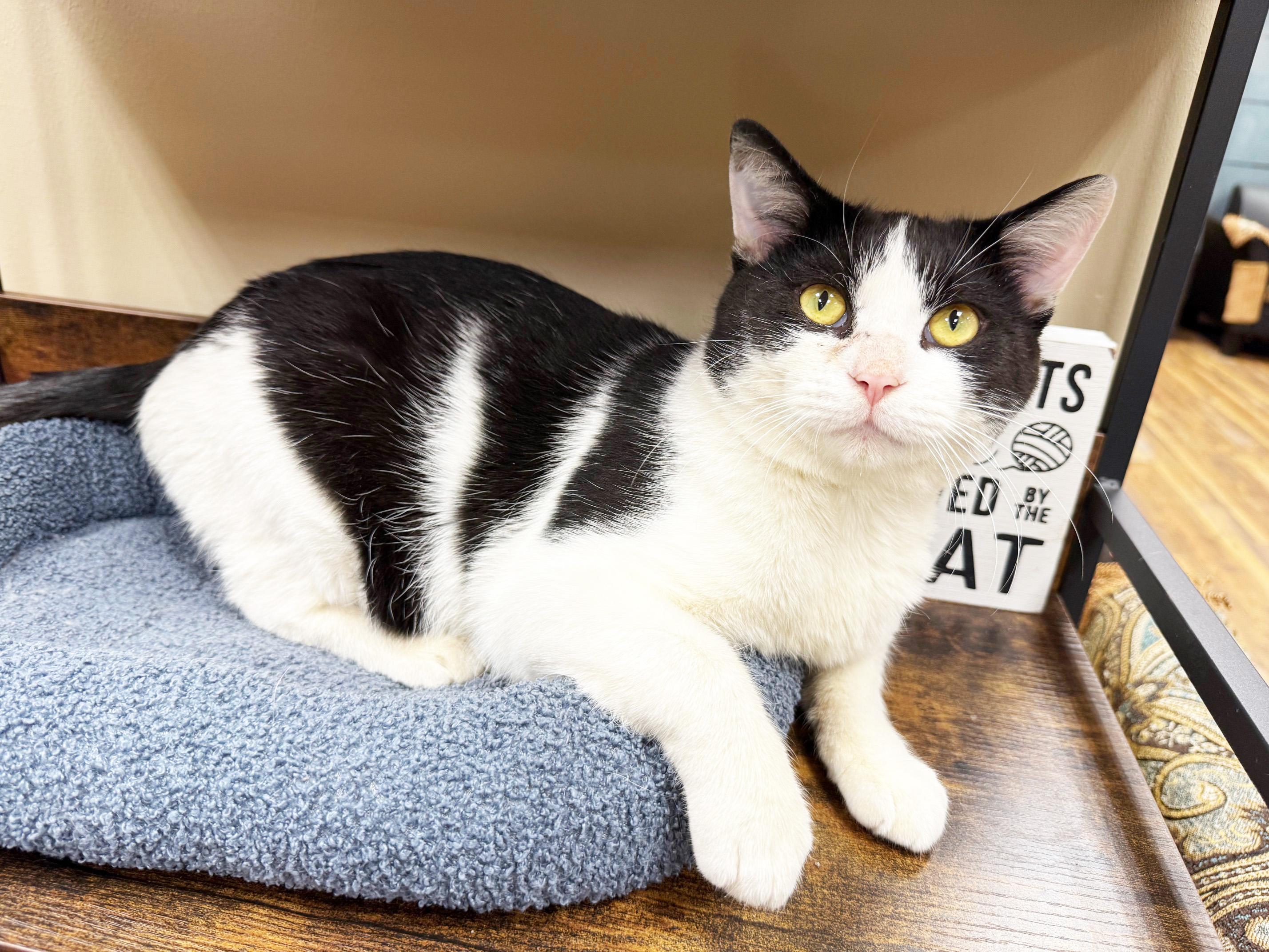 Enlarge Squilliam - handsome friendly big boy!, a Adoptable Domestic Short Hair in Oshkosh, WI image 4/5