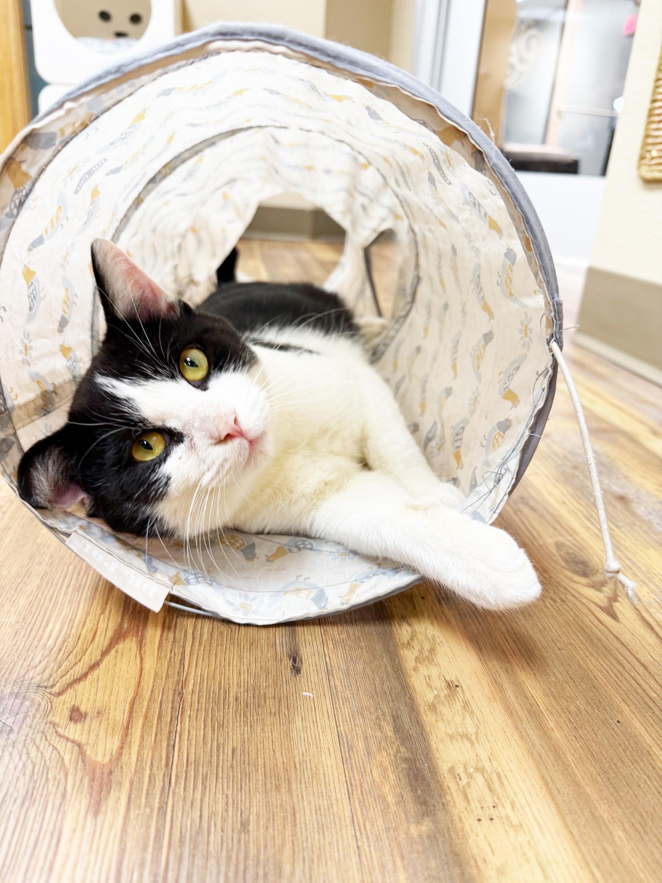 Enlarge Squilliam - handsome friendly big boy!, a Adoptable Domestic Short Hair in Oshkosh, WI image 5/5