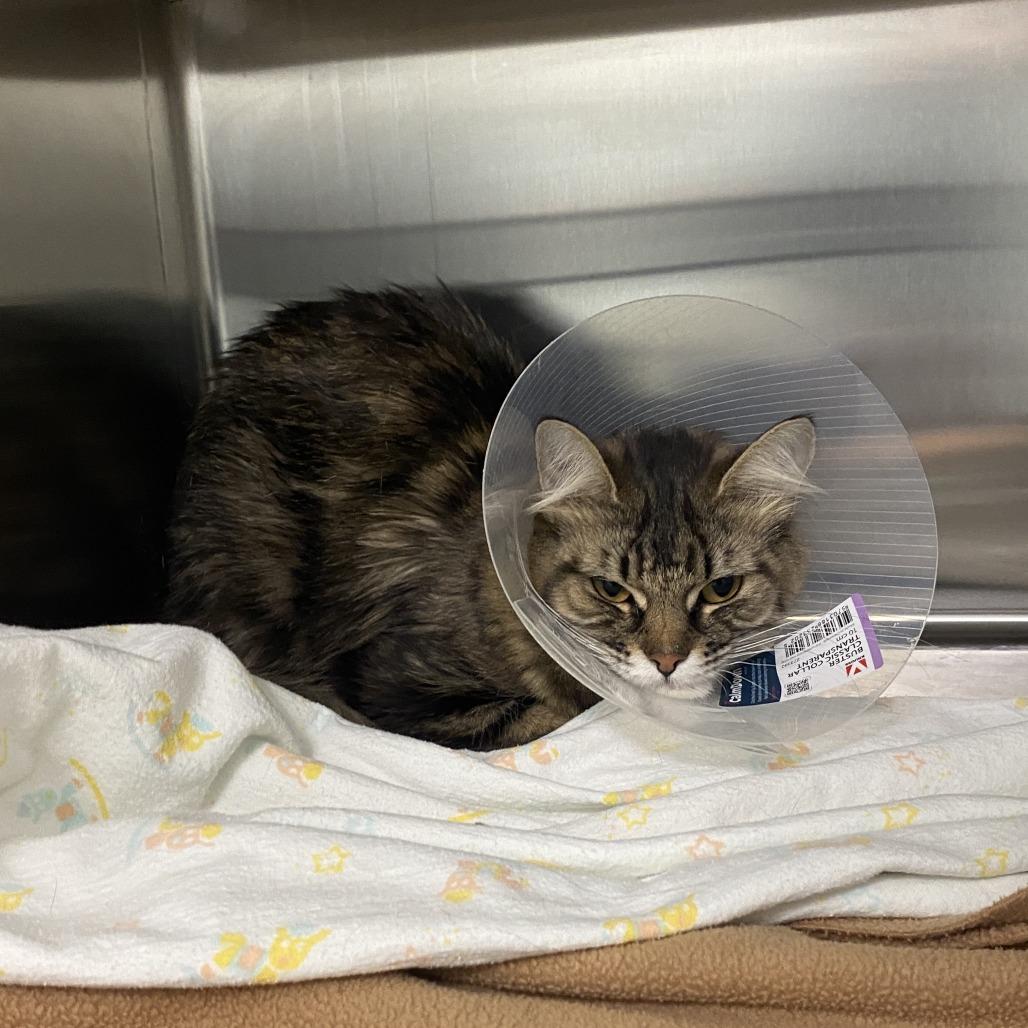 Enlarge Sprout, a Adoptable Domestic Long Hair in Saskatoon, SK image 1/1