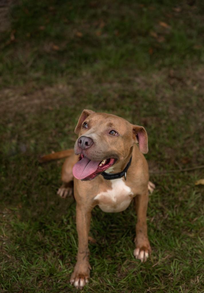 Ricky, Adoptable, Adult Male Pit Bull Terrier.