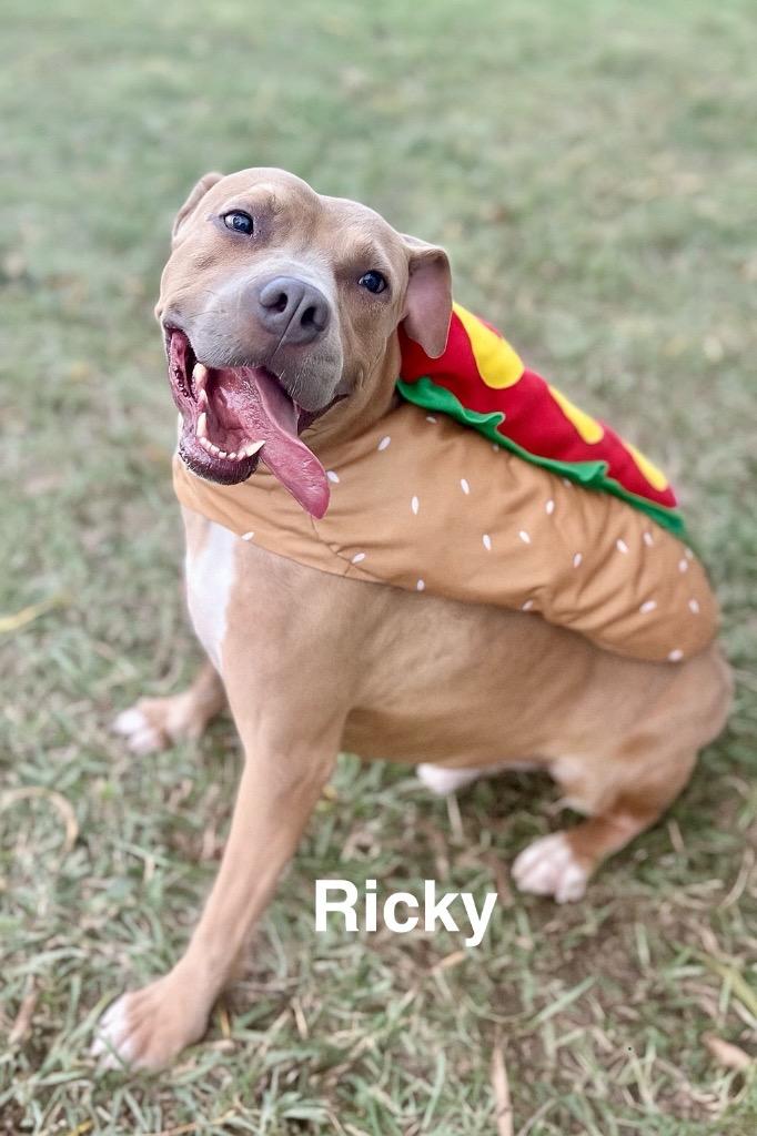 Ricky, Adoptable, Adult Male Pit Bull Terrier.