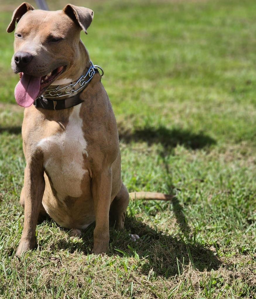 Enlarge Ricky, a Adoptable mixed breed in Saint Francisville, LA image 5/6