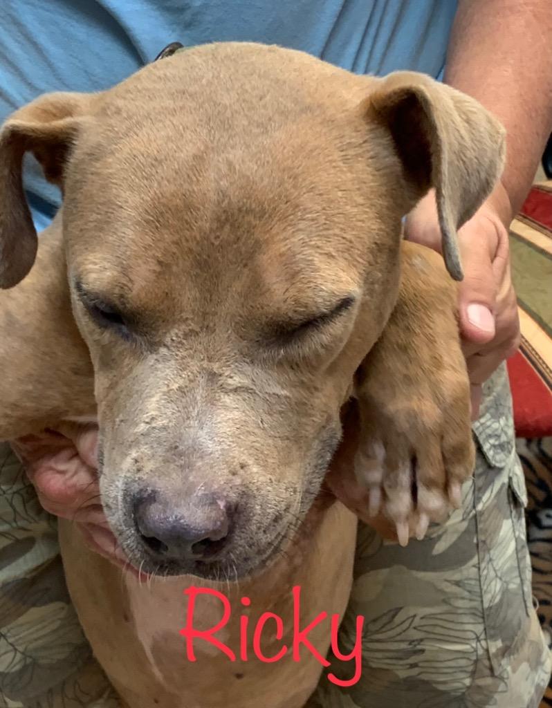 Enlarge Ricky, a Adoptable mixed breed in Saint Francisville, LA image 6/6