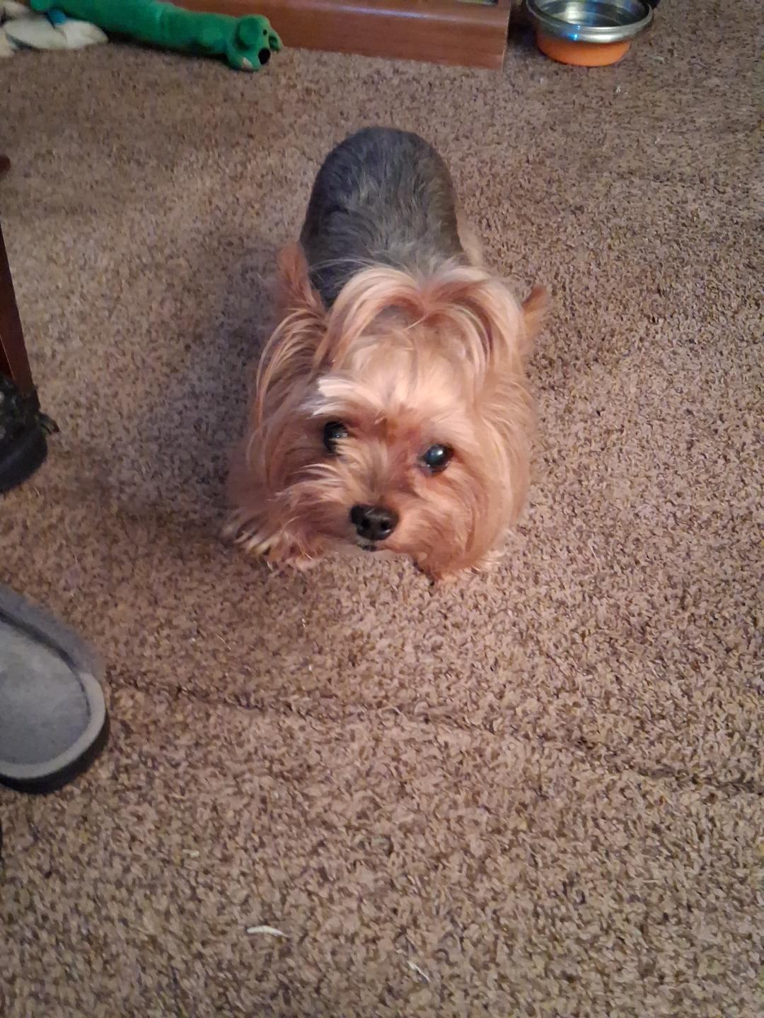 Enlarge Lil Bit, a Adopted Yorkshire Terrier in Indianapolis, IN image 2/3