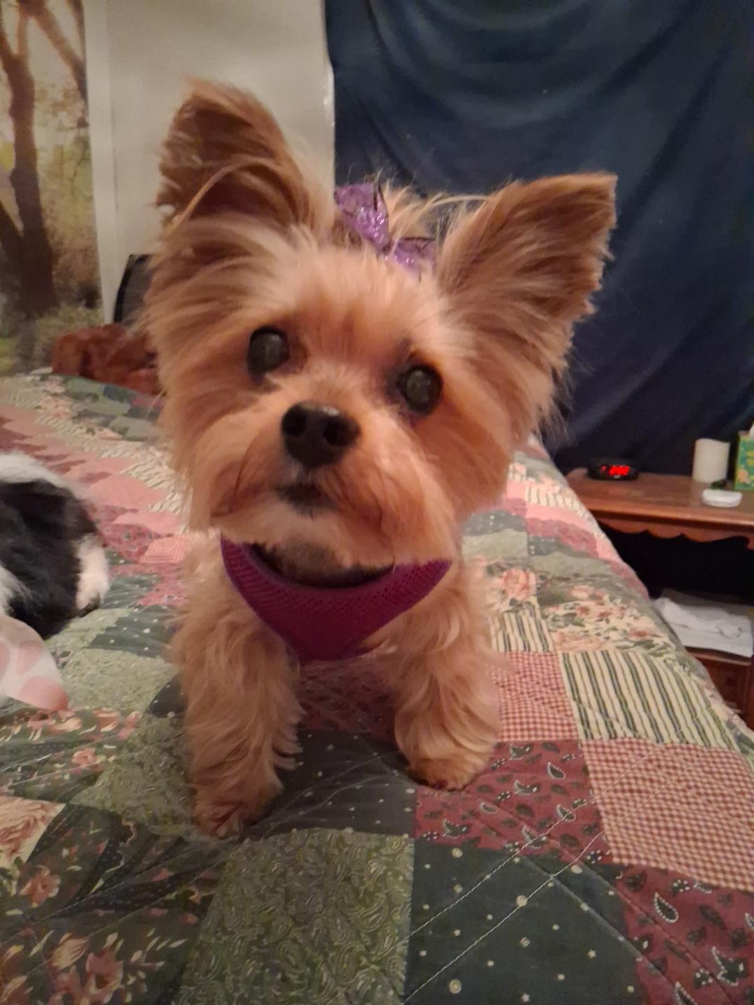 Enlarge Lil Bit, a Adopted Yorkshire Terrier in Indianapolis, IN image 1/3