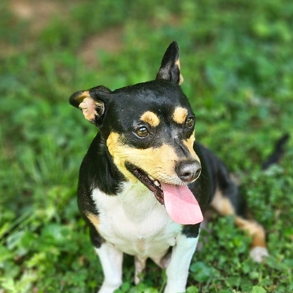 Nancy, Adoptable, Adult Female Miniature Dachshund & Chihuahua.