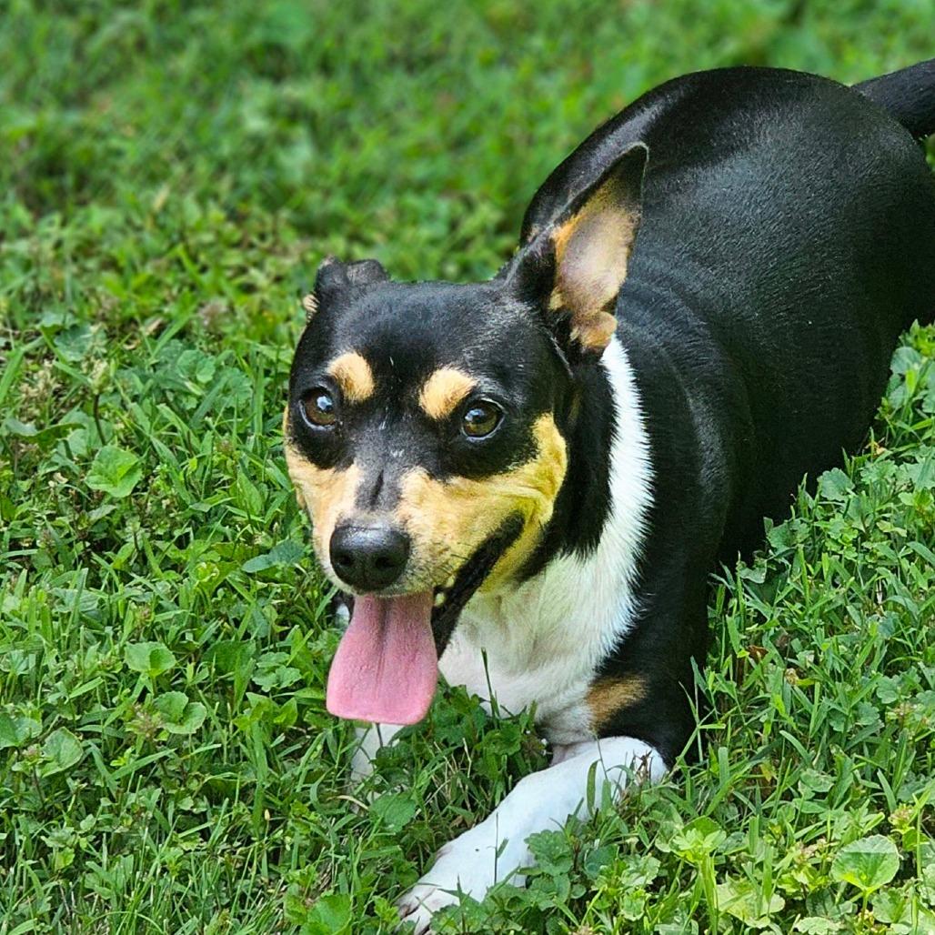 Enlarge Nancy, a Adoptable mixed breed in Winchester, TN image 2/6