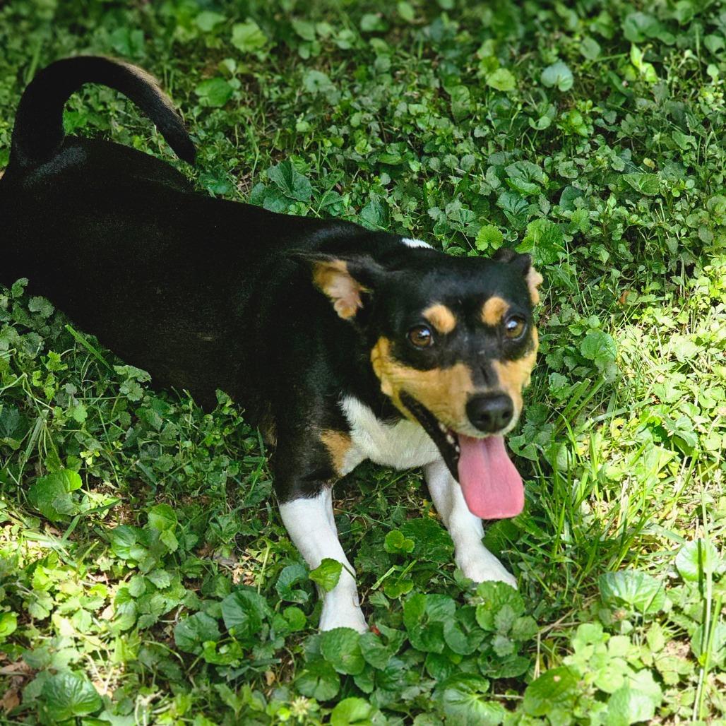 Enlarge Nancy, a Adoptable mixed breed in Winchester, TN image 3/6