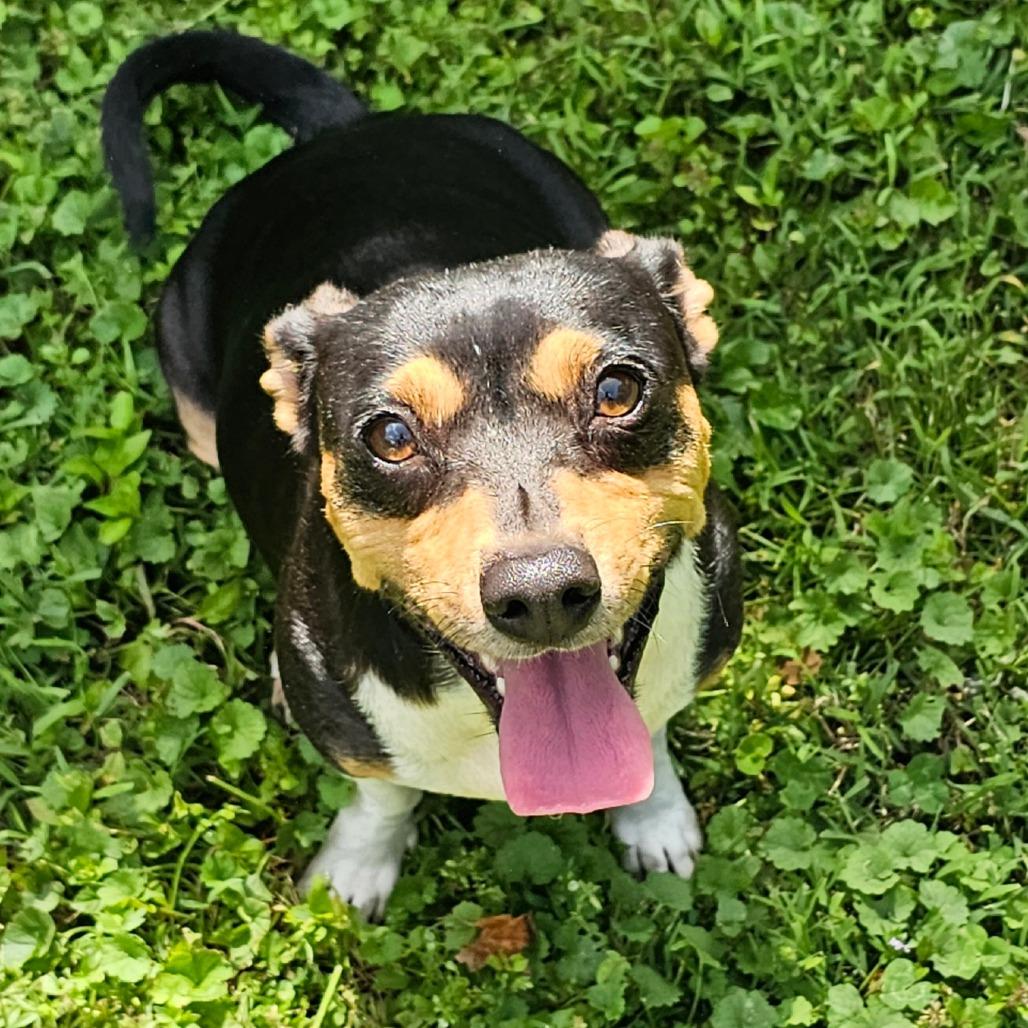 Enlarge Nancy, a Adoptable mixed breed in Winchester, TN image 4/6