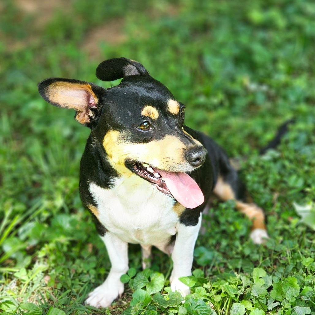 Enlarge Nancy, a Adoptable mixed breed in Winchester, TN image 5/6