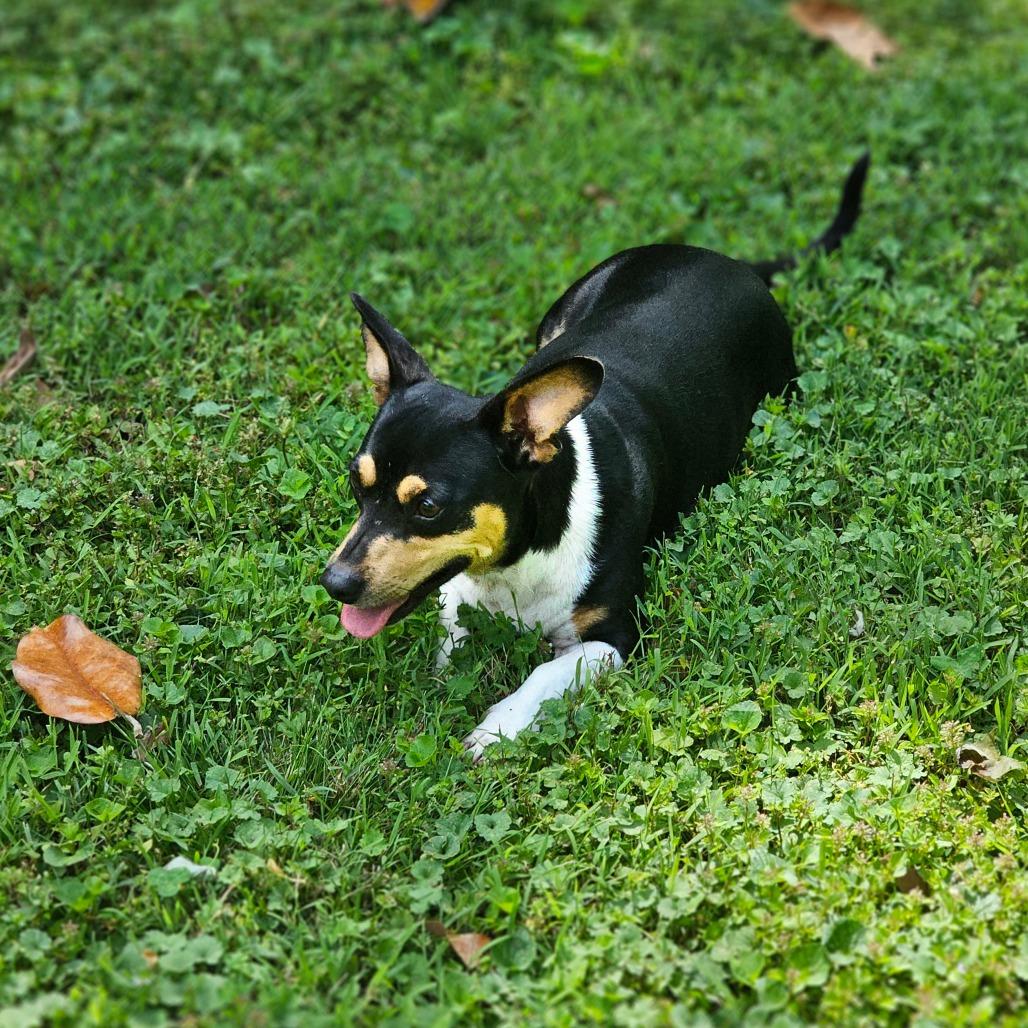 Enlarge Nancy, a Adoptable mixed breed in Winchester, TN image 6/6
