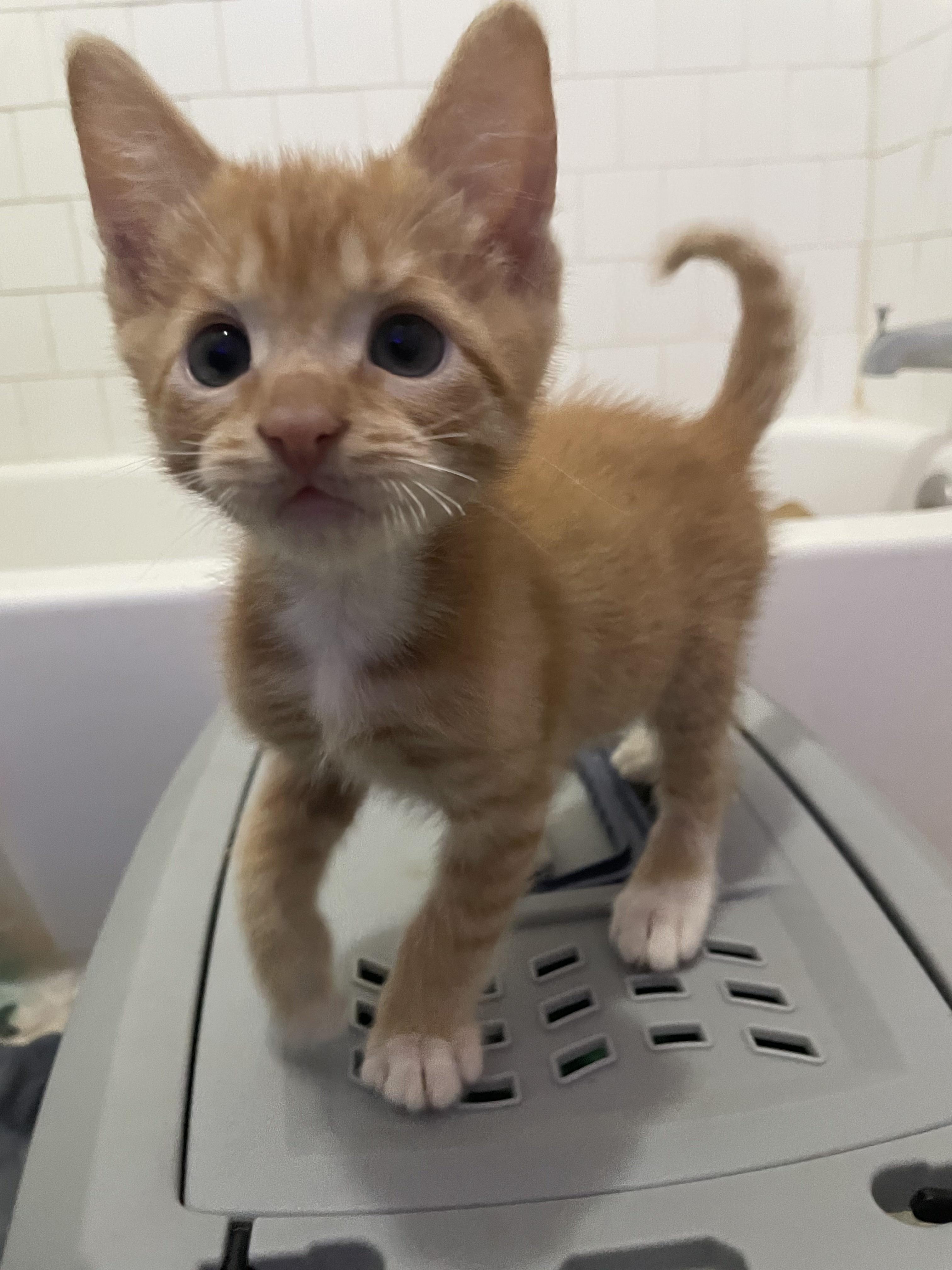 Enlarge Kia, a Adopted Domestic Short Hair in Long Beach, CA image 3/6