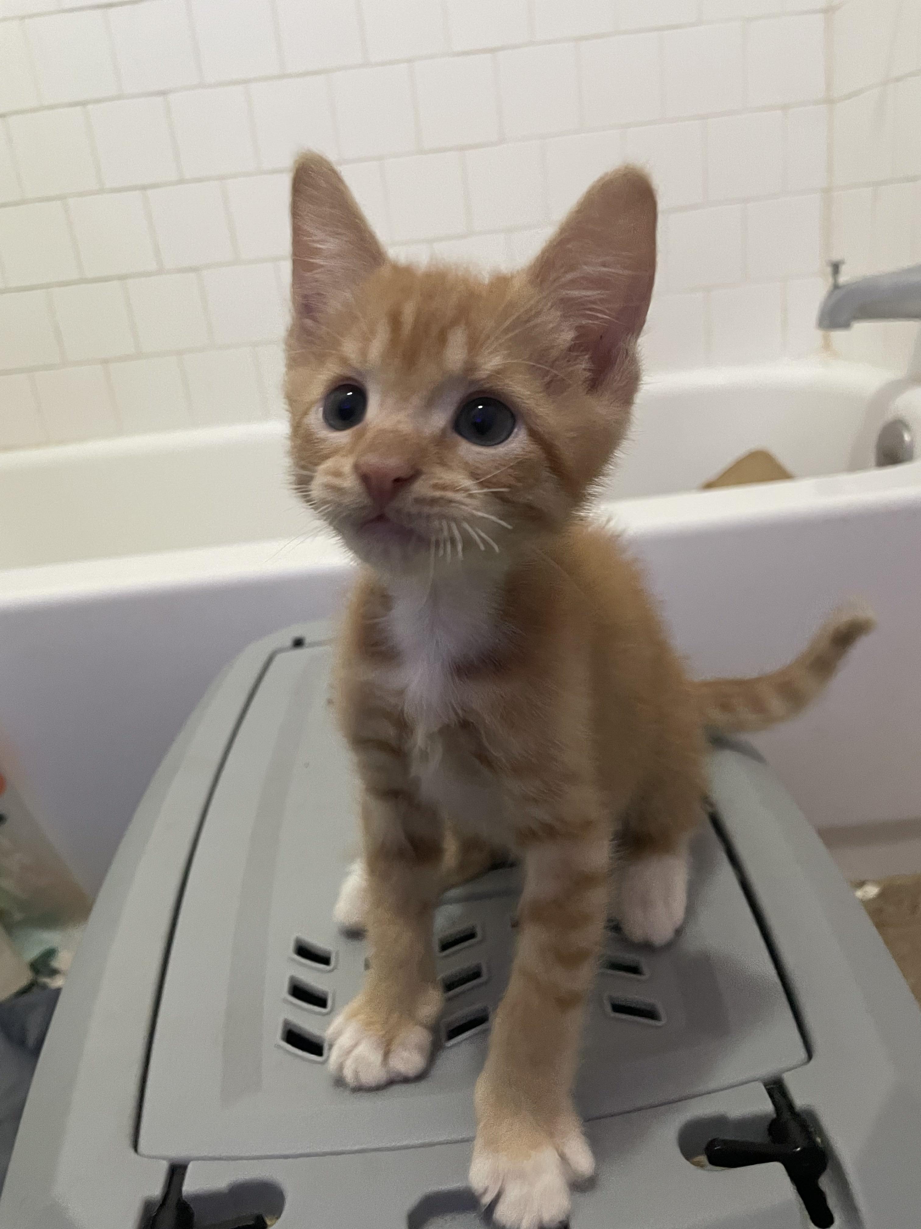 Enlarge Kia, a Adopted Domestic Short Hair in Long Beach, CA image 4/6