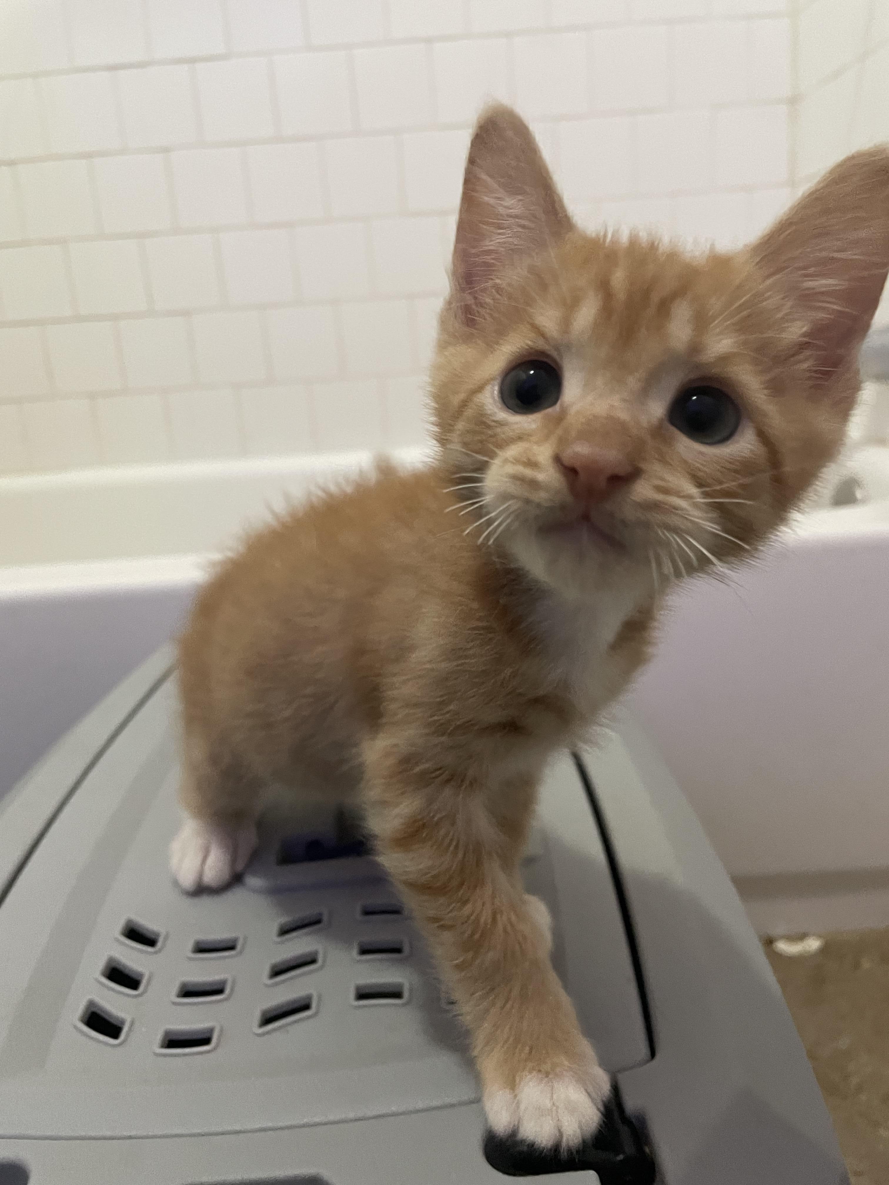 Enlarge Kia, a Adopted Domestic Short Hair in Long Beach, CA image 5/6