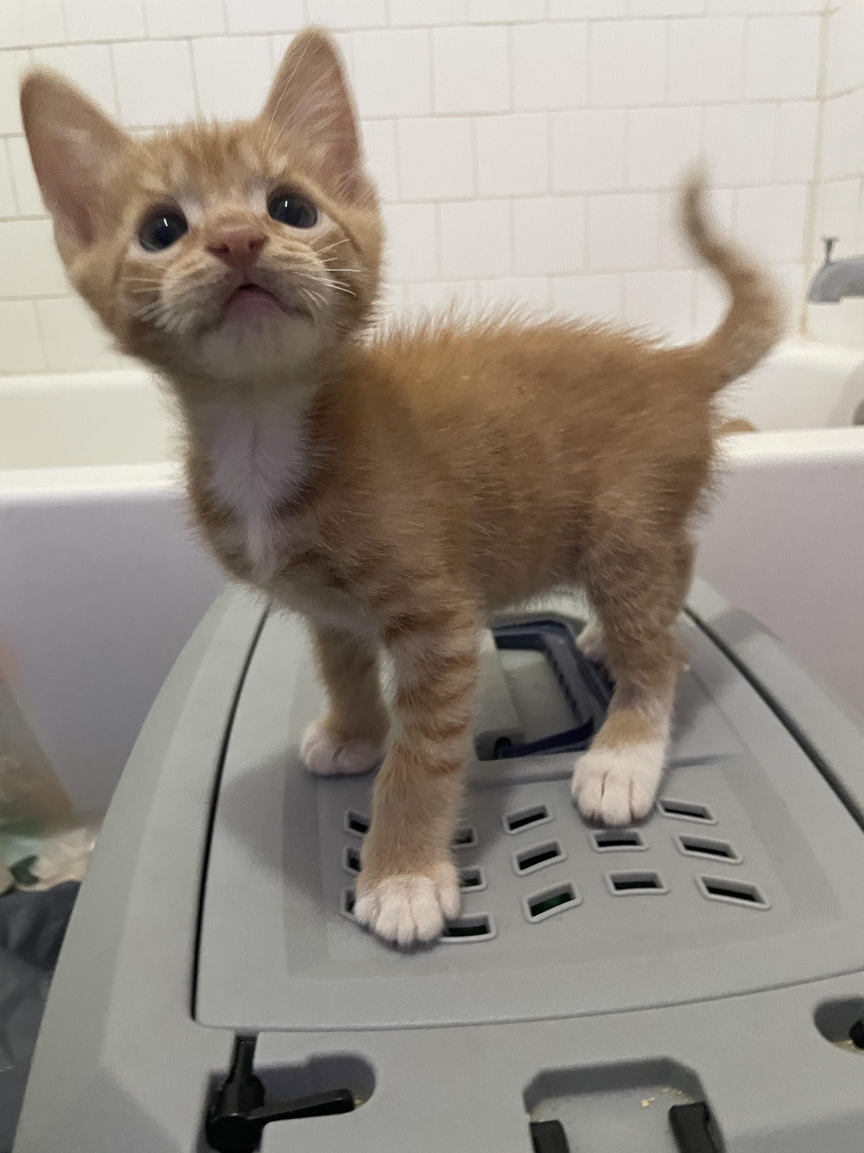 Enlarge Kia, a Adopted Domestic Short Hair in Long Beach, CA image 6/6