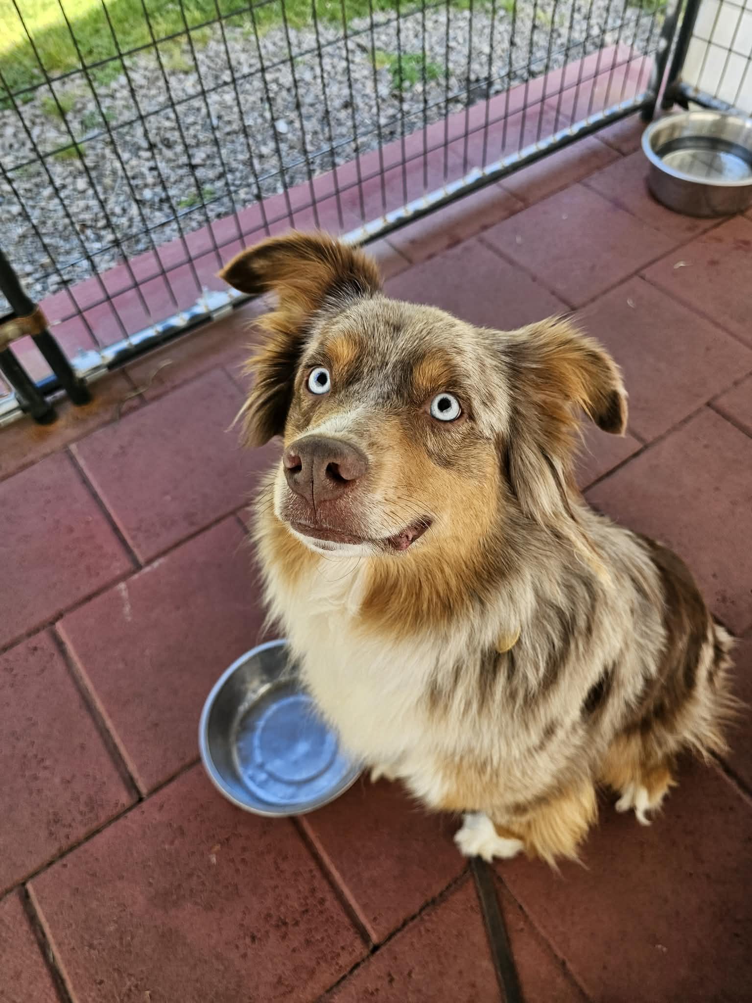 Enlarge Kumi, a ADOPTABLE Australian Shepherd in Crescent city, CA image 3/5