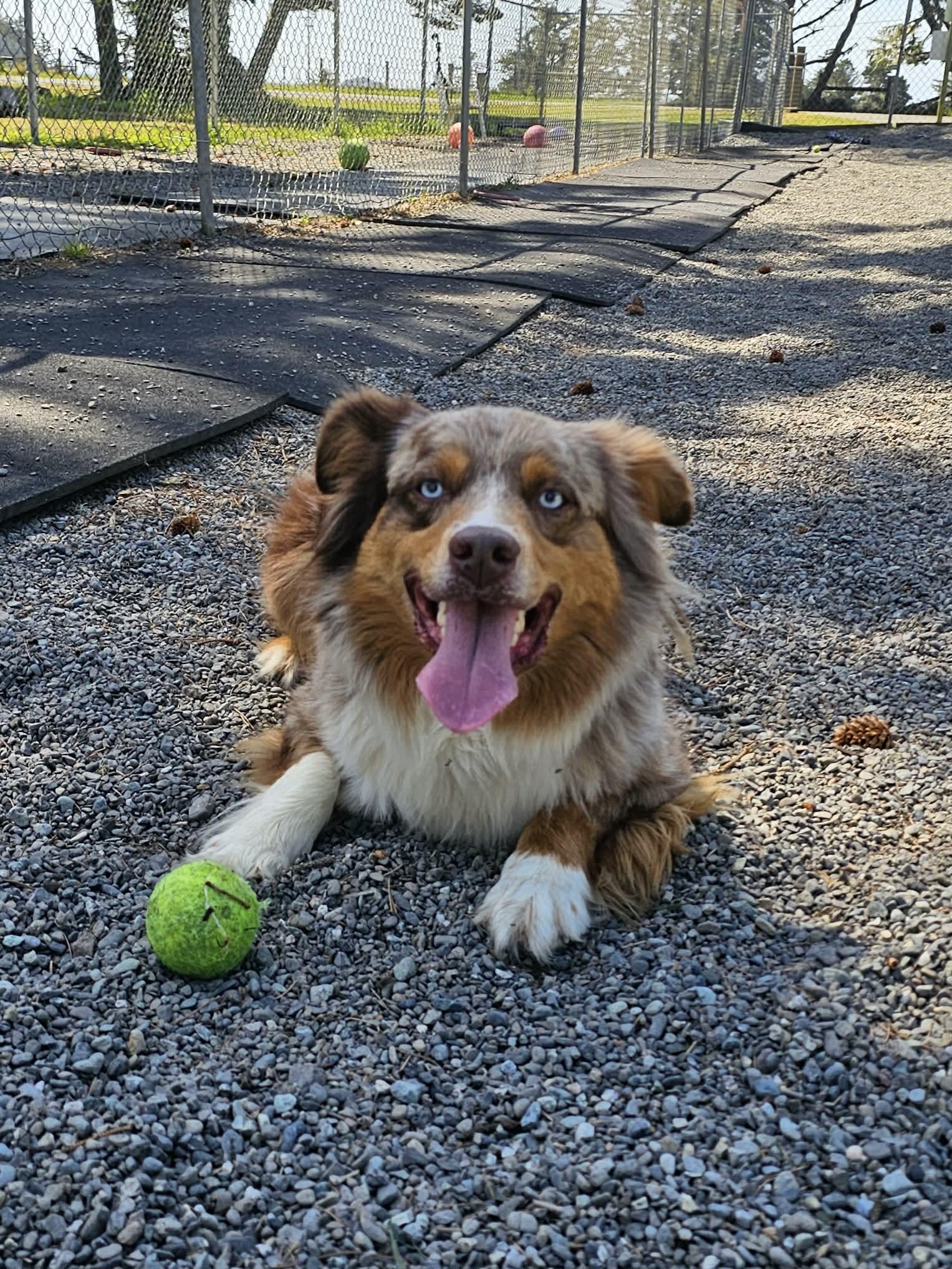 Enlarge Kumi, a ADOPTABLE Australian Shepherd in Crescent city, CA image 4/5
