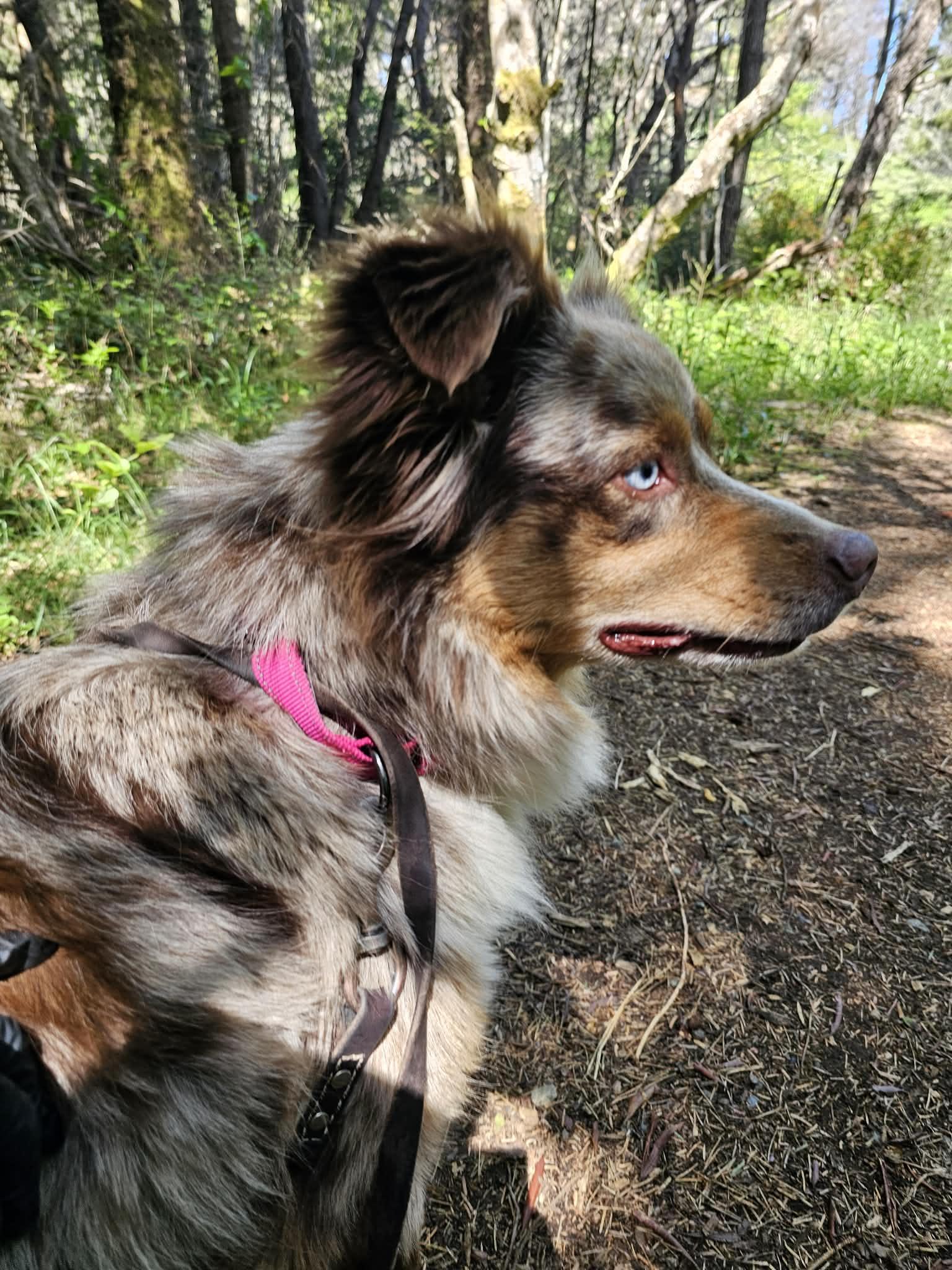 Enlarge Kumi, a ADOPTABLE Australian Shepherd in Crescent city, CA image 5/5