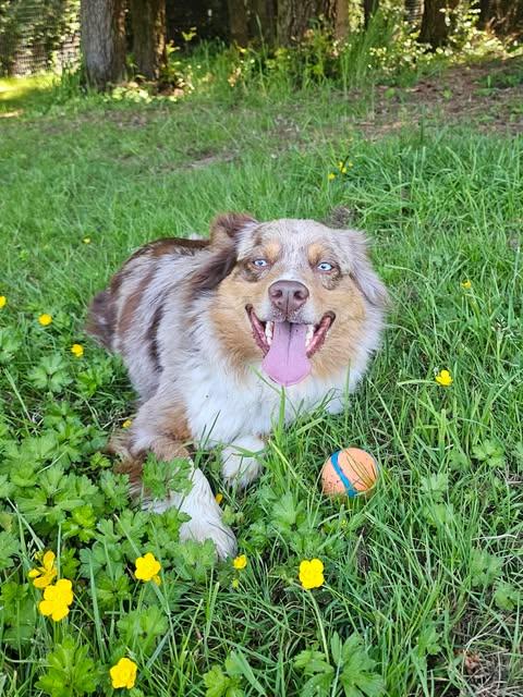 Enlarge Kumi, a ADOPTABLE Australian Shepherd in Crescent city, CA image 1/5