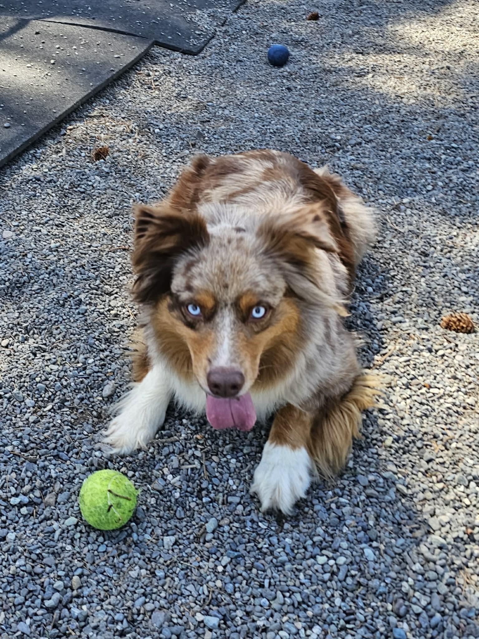 Enlarge Kumi, a ADOPTABLE Australian Shepherd in Crescent city, CA image 2/5