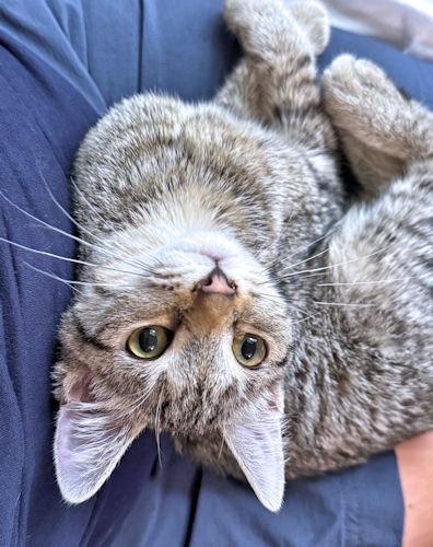 Enlarge Lulu, a Adoptable Tabby in Rutherfordton, NC image 1/3