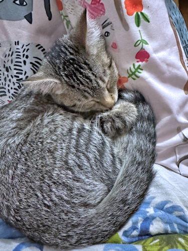 Enlarge Lulu, a Adoptable Tabby in Rutherfordton, NC image 2/3