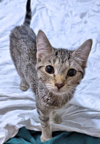 Enlarge Lulu, a Adoptable Tabby in Rutherfordton, NC image 3/3