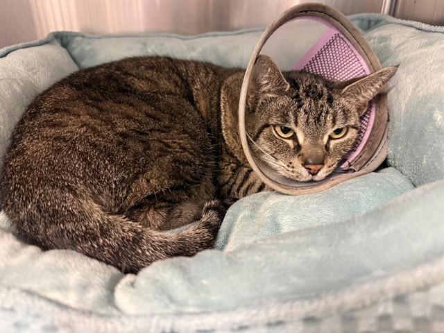 LOLA, Adoptable, Adult Female Domestic Short Hair.