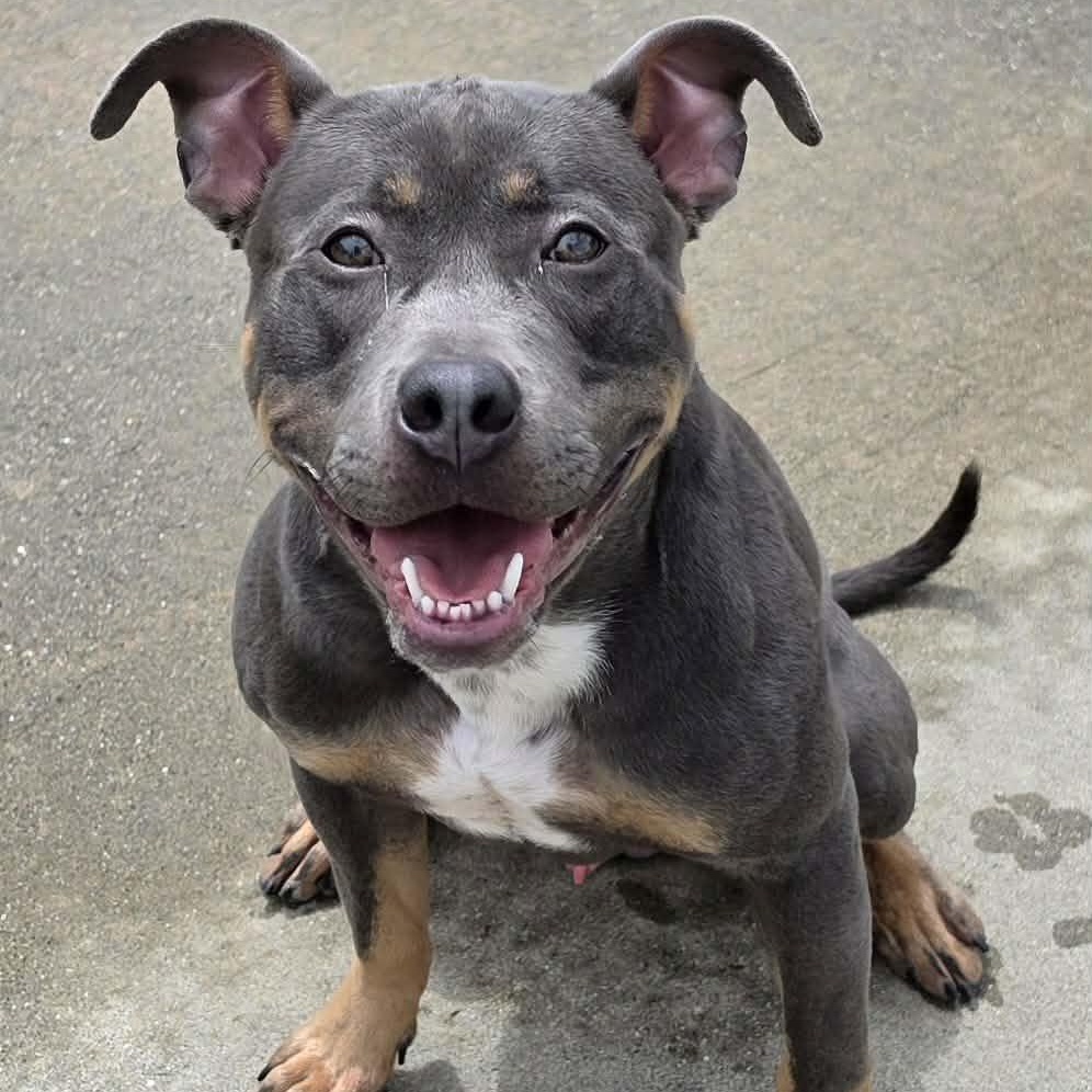 Mac, Goofy Guy, adoptable, Puppy Male Pit Bull Terrier & Terrier.