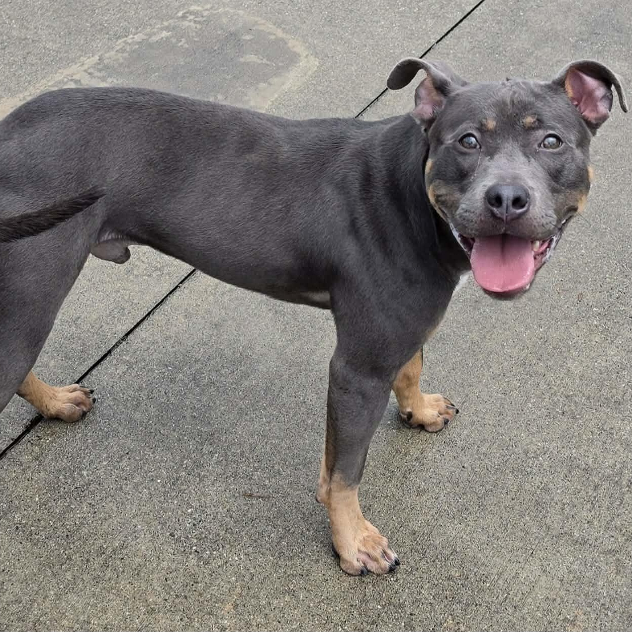 Mac, Goofy Guy, an adoptable mixed breed in Meriden, CT image 6/6