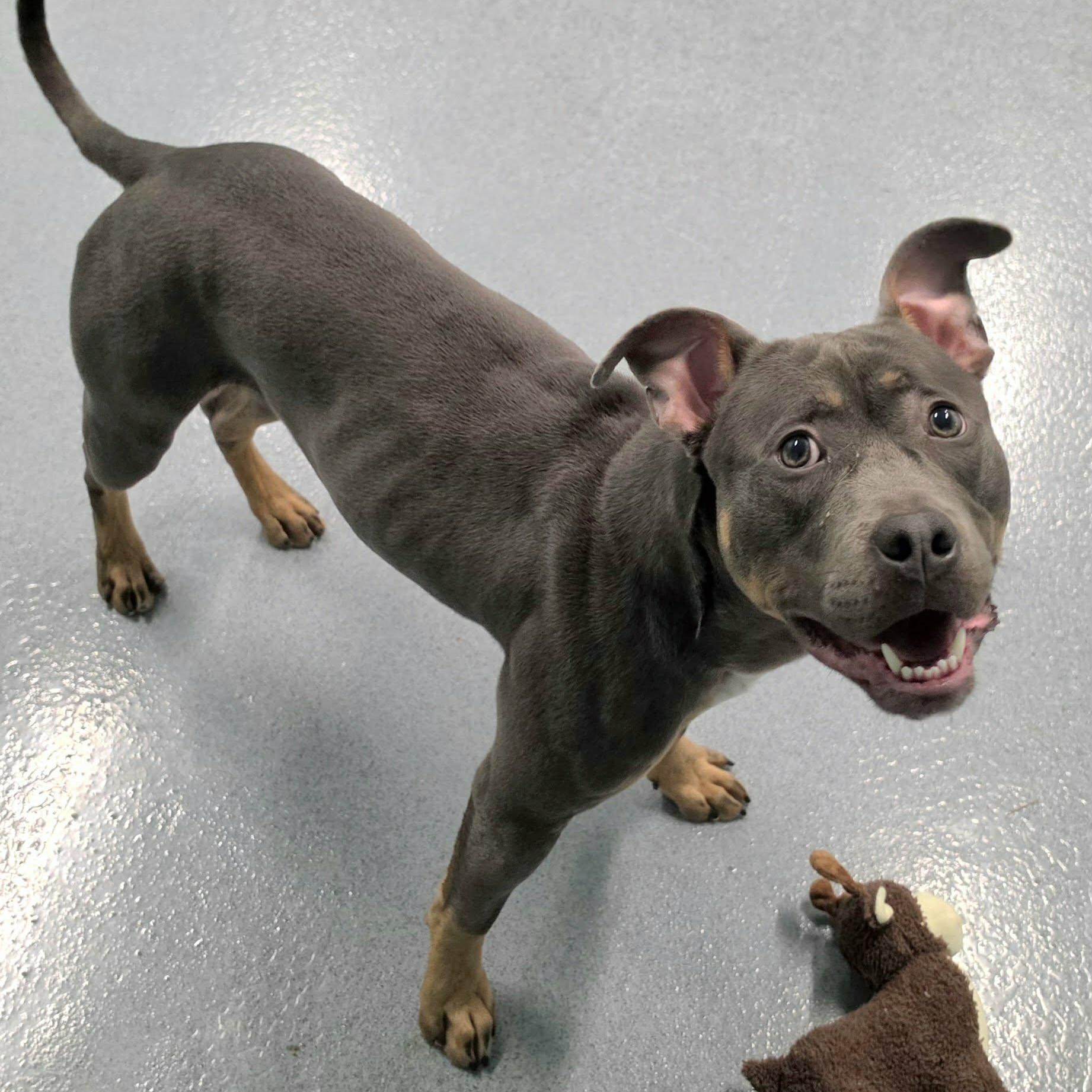 Mac, Goofy Guy, an adoptable mixed breed in Meriden, CT image 5/6