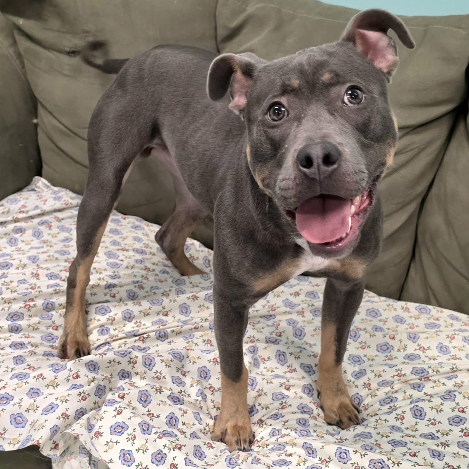 Mac, Goofy Guy, an adoptable mixed breed in Meriden, CT image 2/6