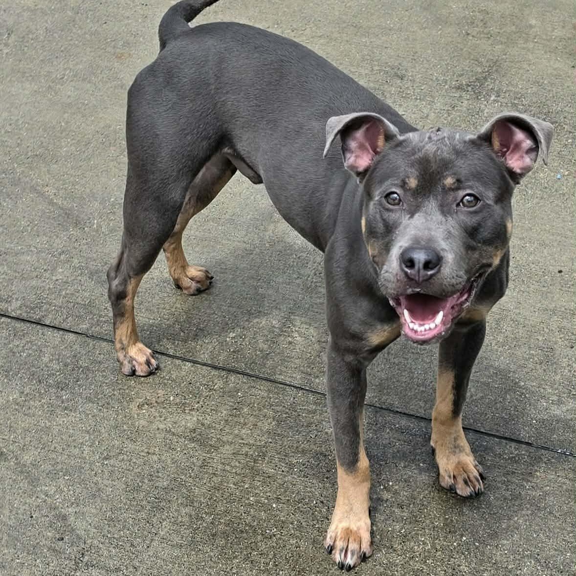 Mac, Goofy Guy, an adoptable mixed breed in Meriden, CT image 3/6