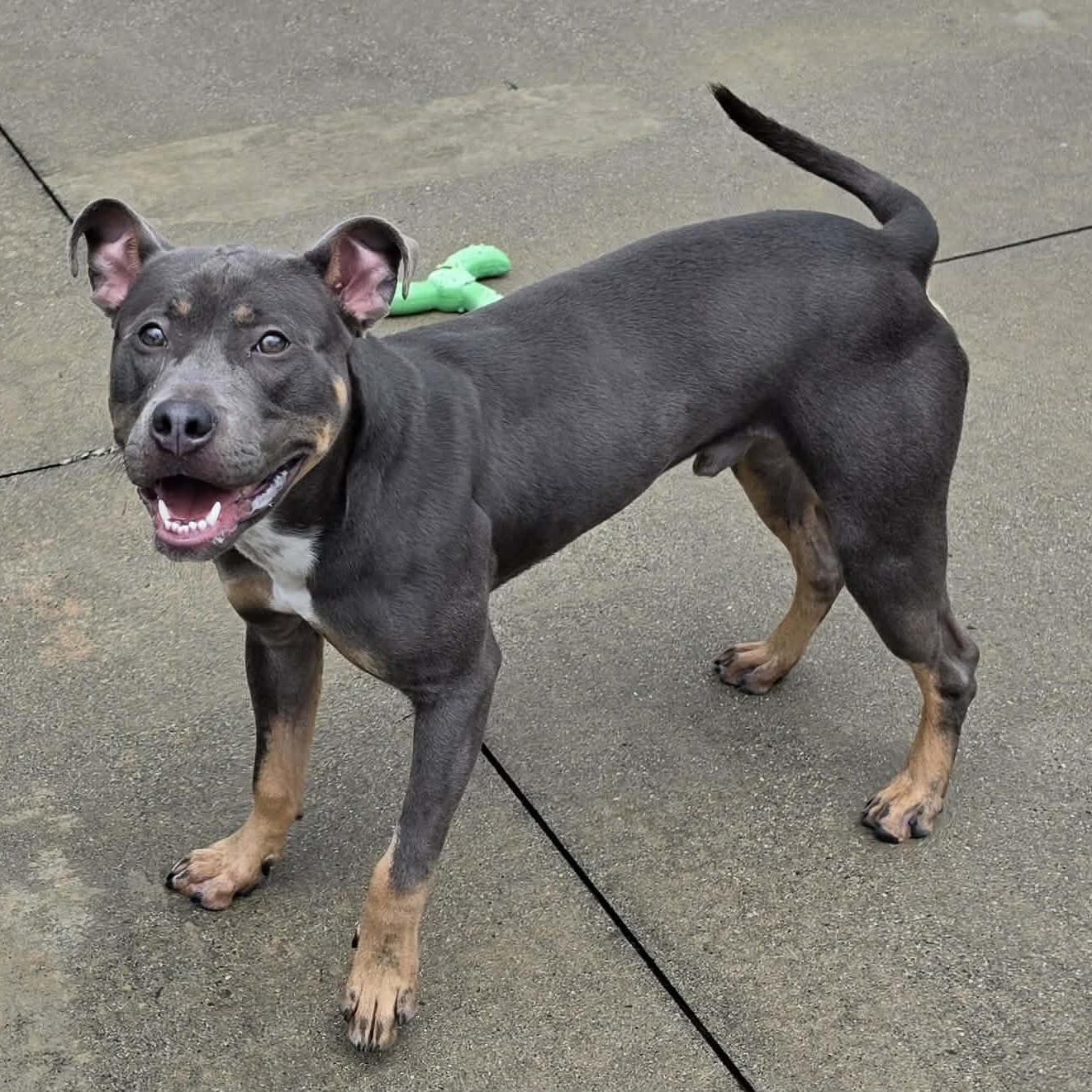Mac, Goofy Guy, an adoptable mixed breed in Meriden, CT image 4/6