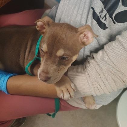 Handsome, Adoptable, Puppy Male Mixed Breed.