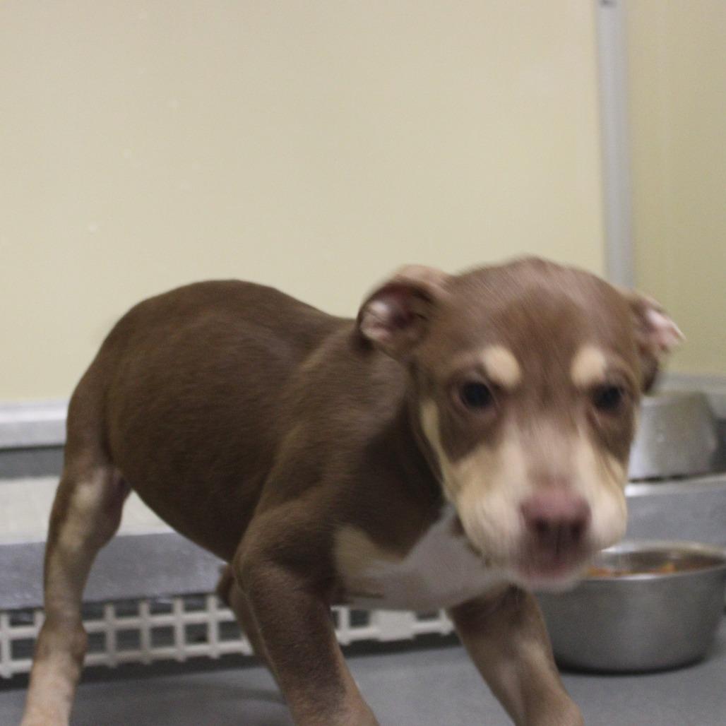 Enlarge Handsome, a Adoptable Mixed Breed in Hamilton, GA image 2/6