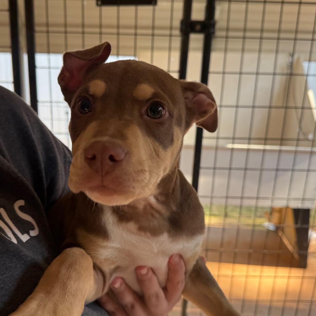 Enlarge Handsome, a Adoptable Mixed Breed in Hamilton, GA image 3/6