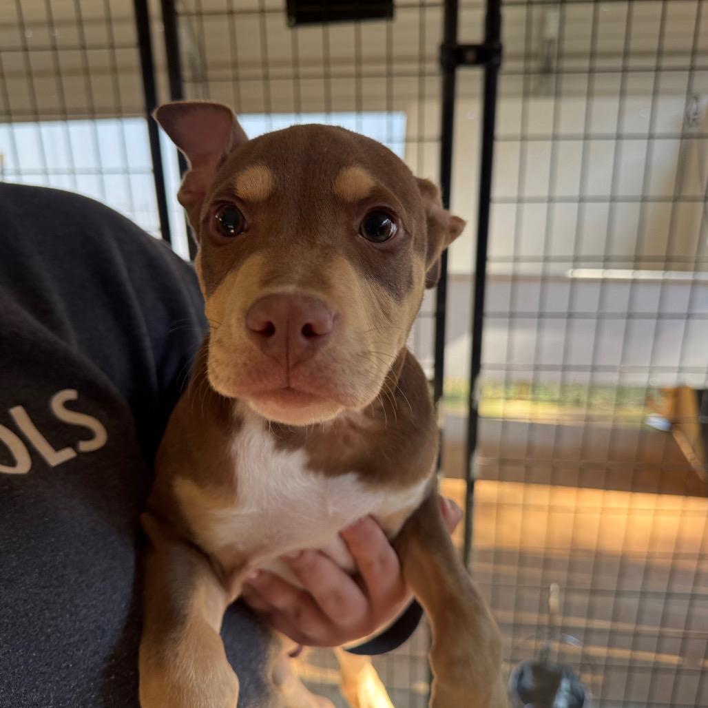 Enlarge Handsome, a Adoptable Mixed Breed in Hamilton, GA image 5/6