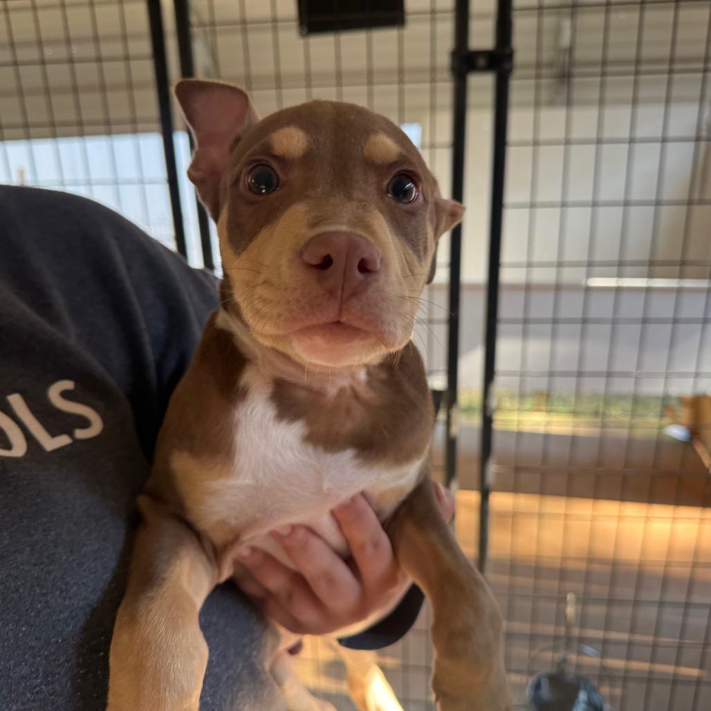 Enlarge Handsome, a Adoptable Mixed Breed in Hamilton, GA image 6/6